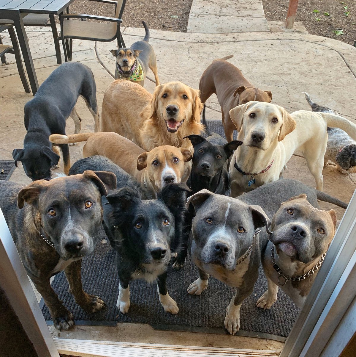 vdogfood's tweet photo. We heard you had treats. #handthemover 🤲🤤

Check out our free "DIY Vegan Dog Treat Recipe Booklet" for some of our (and our pups') favorite homemade treats! 🐶🌱

https://t.co/R0WoRshMSl https://t.co/0DfzUp0VCM