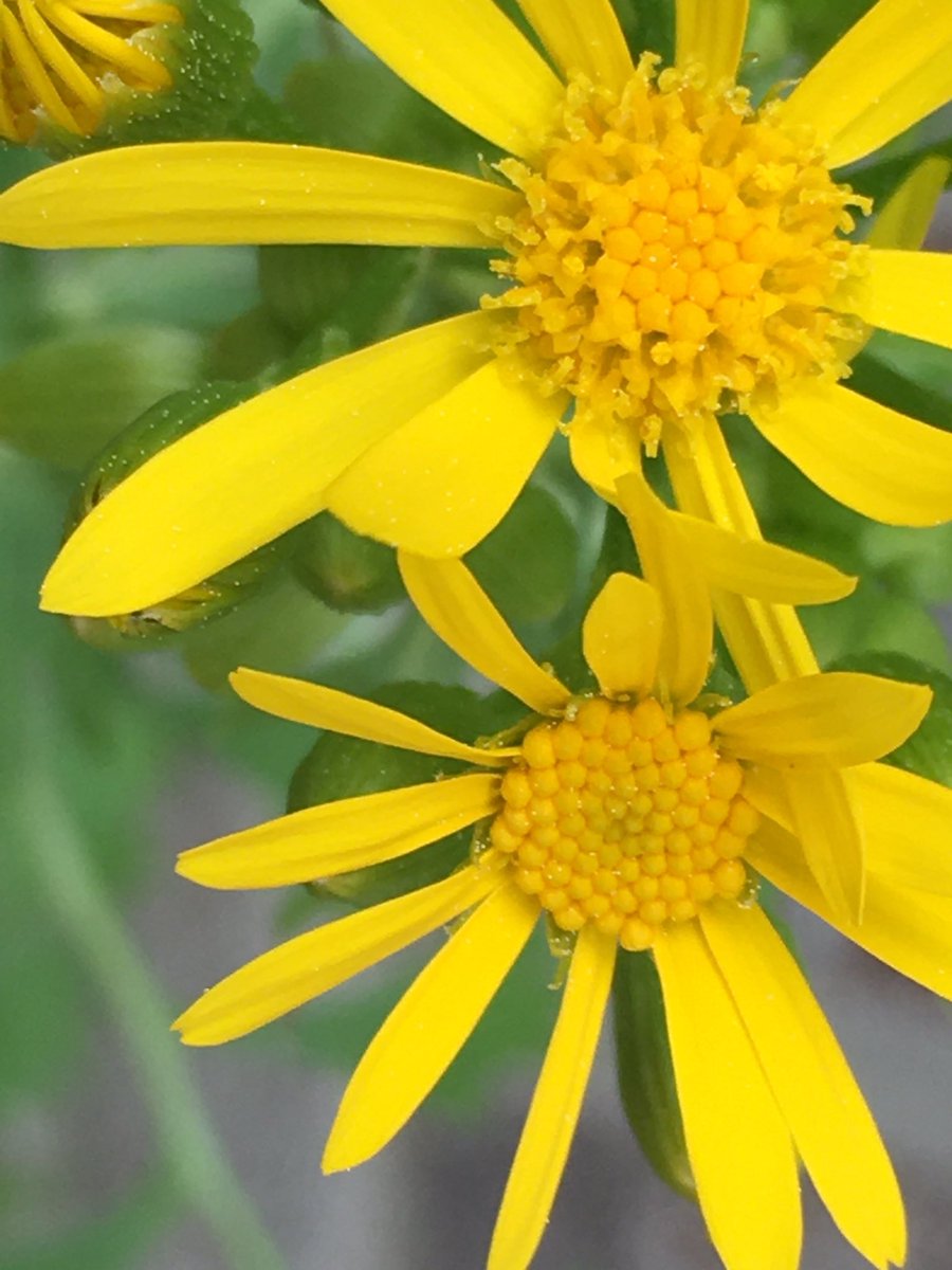 KittensCollar's tweet photo. #flowersforfun #SC #sweet πΌ https://t.co/zWVow2aYp6