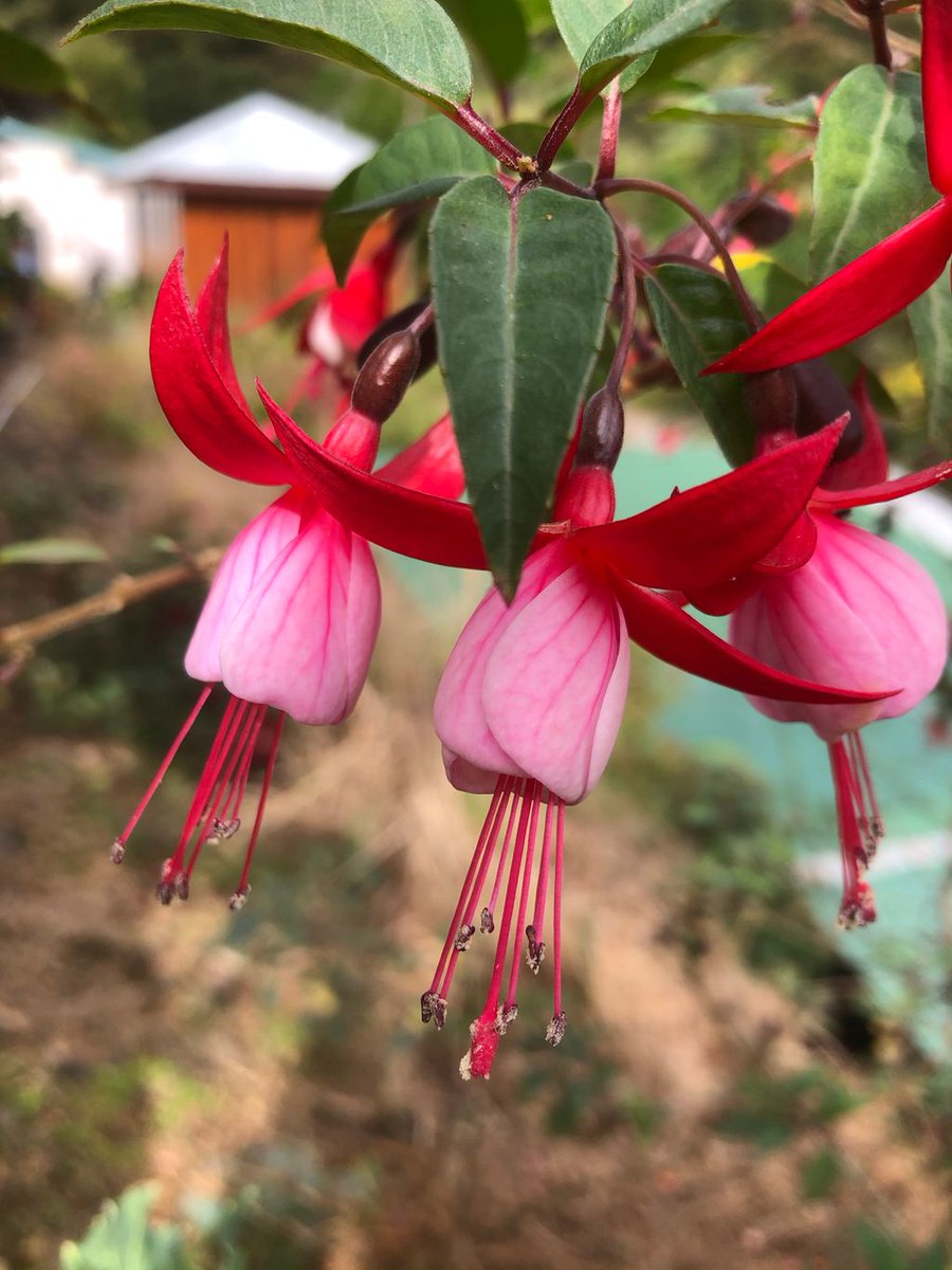 willowmaemusic's tweet photo. H O P E || To all my Italian friends. My heart is with all of you. Don’t lose hope. There is ALWAYS hope. #italy #coronavirus #CoronaOutbreak #COVID19 https://t.co/9qxqnjfUrN