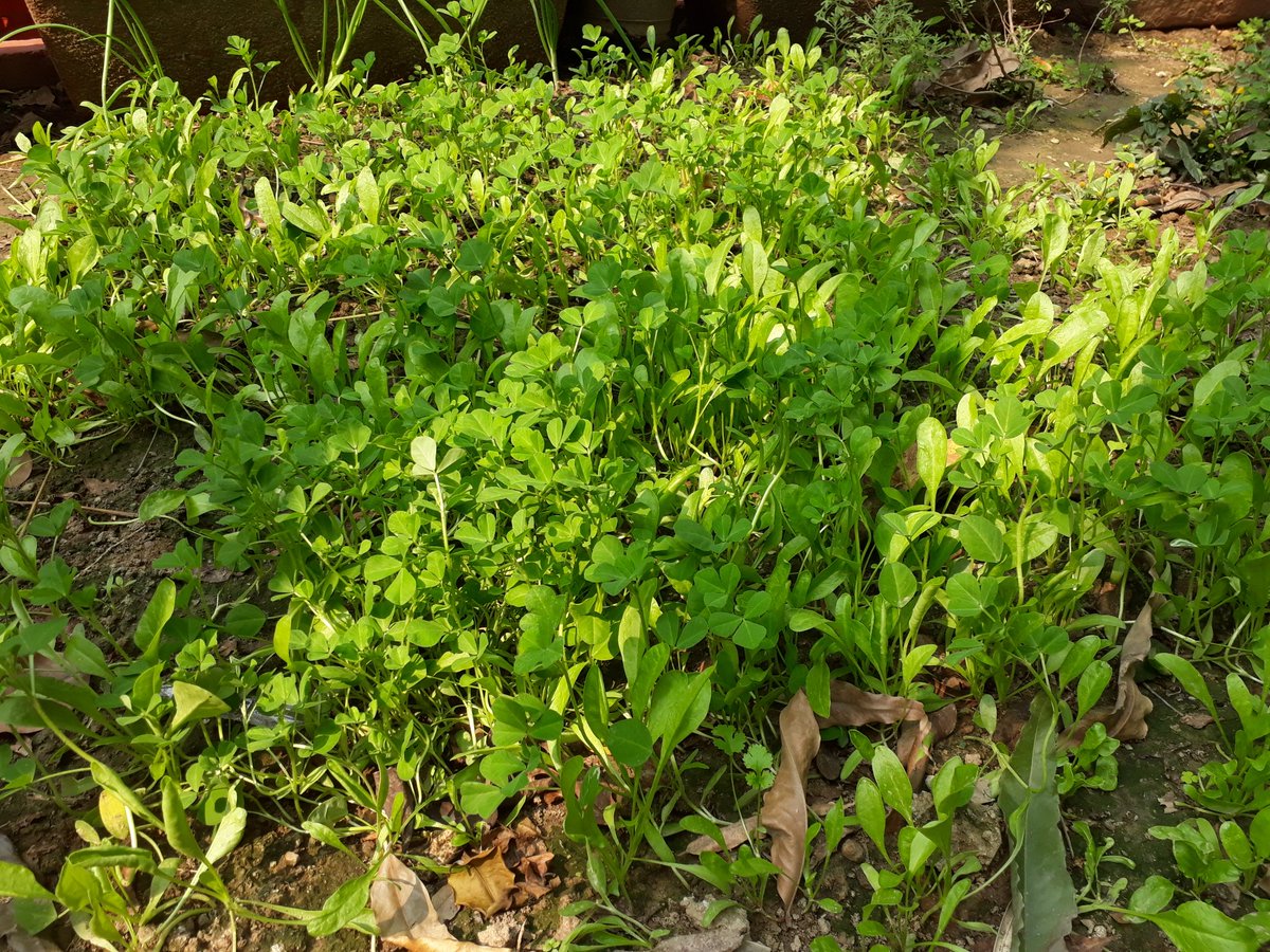 sunita_rajiv's tweet photo. This is d fenugreek(methi)&amp;coriander(dhaniya)grown by our team of Ss wd great care and effort.
Feeling very proud of their contribution 4 @SDG13
@SDG4QEducation @SDG2030 #SDG15
@y_sanjay @MamthaSays @pntduggal @supritichauhan @nexusofgood @Together_TY @Utpravan @GanguliKuhu https://t.co/6gFGH67ACZ