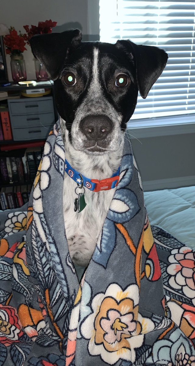 lat_atcki's tweet photo. With all these upsetting notifications, show me your pets so I can have some positive updates! #ATPets #Pawsitivity

Here’s my boys https://t.co/rIvtBACpQN