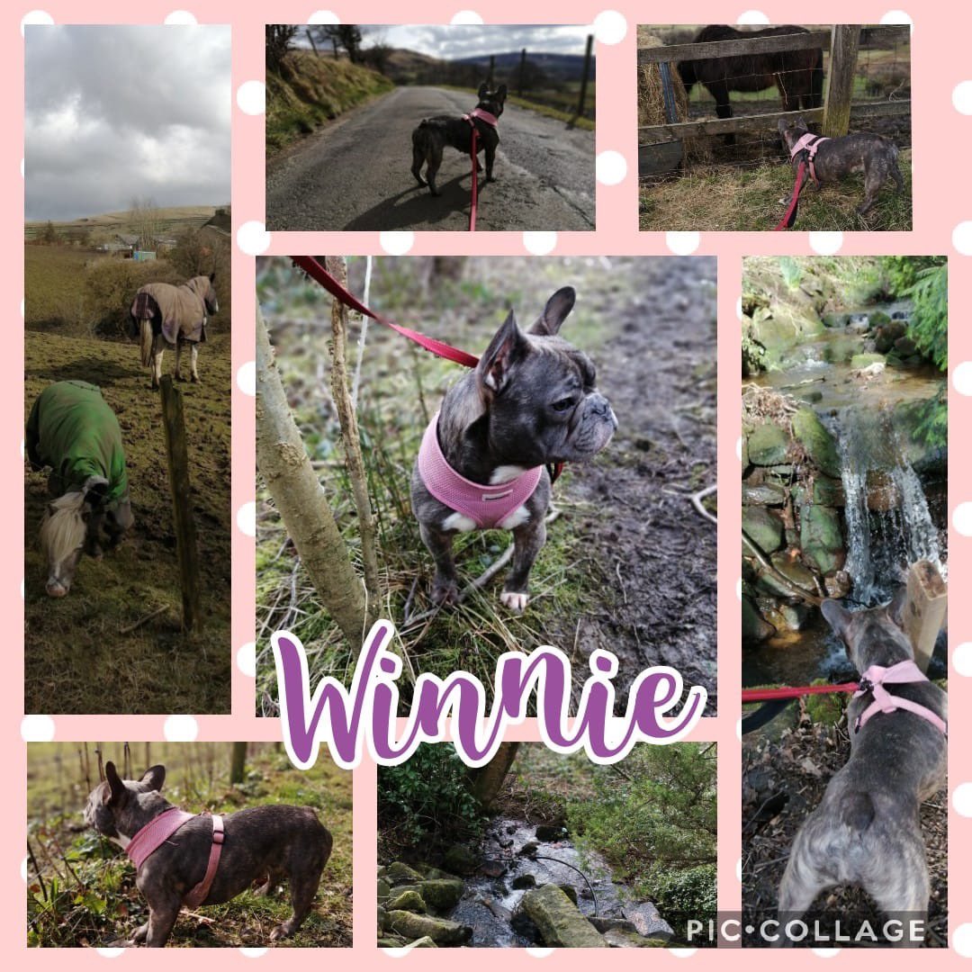 A new Frenchie has joined the pack, its Winnie! Today we had an hours walk round the hills of #Uppermill, here is a few pics from our first adventure 💜 Winnie loved the horses &amp; stopped for a good look! Isnt she pretty 😍 #DogWalking #Saddleworth #FrenchBulldog #Frenchie