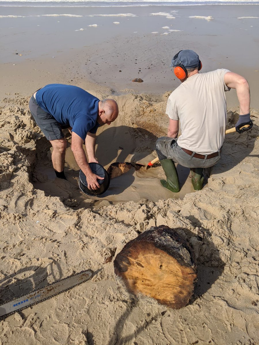 ERC_RESOLUTION's tweet photo. More #fossiltrees came out from the Atlantic Ocean👍🏻💪🏻 Our last day in Portugal, ready to come back home ALL healthy and safely. We say goodbye to our friends and colleagues @NunofBicho and @PedroEGHorta. Was a real pleasure to work with you! Thanks! Great Team! https://t.co/a1W4KVQ1hm