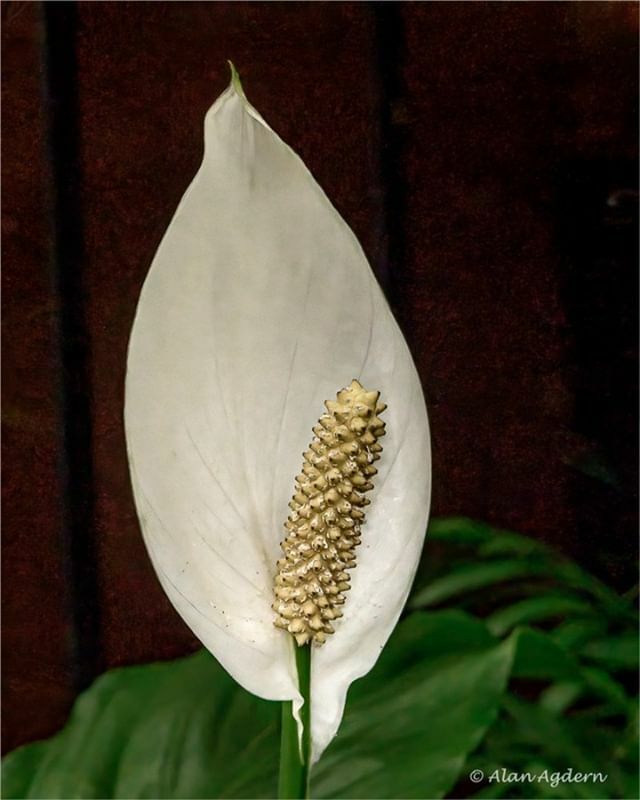 PhotoArtByAlan's tweet photo. At Hicks Nursery this morning during their Spring show. #ny #hicksnurseries #flower #nikon #z6 #lightroom #denoiseai #photoshop https://t.co/NK5q4breLi https://t.co/uhISbhAjQN