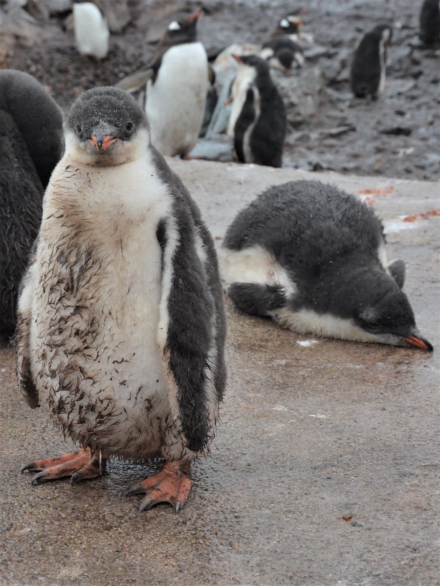 CareShareSmile's tweet photo. Tired of reading all the bad news about #CoronavirusPandemic ? Here are some baby #gentoo #Penguins from my recent @Hurtigruten trip to #GonzalesVidela #Antarctica - have a fabulous weekend! 😃🐧🐧🐧🇦🇶 https://t.co/vsM89WN4Mb