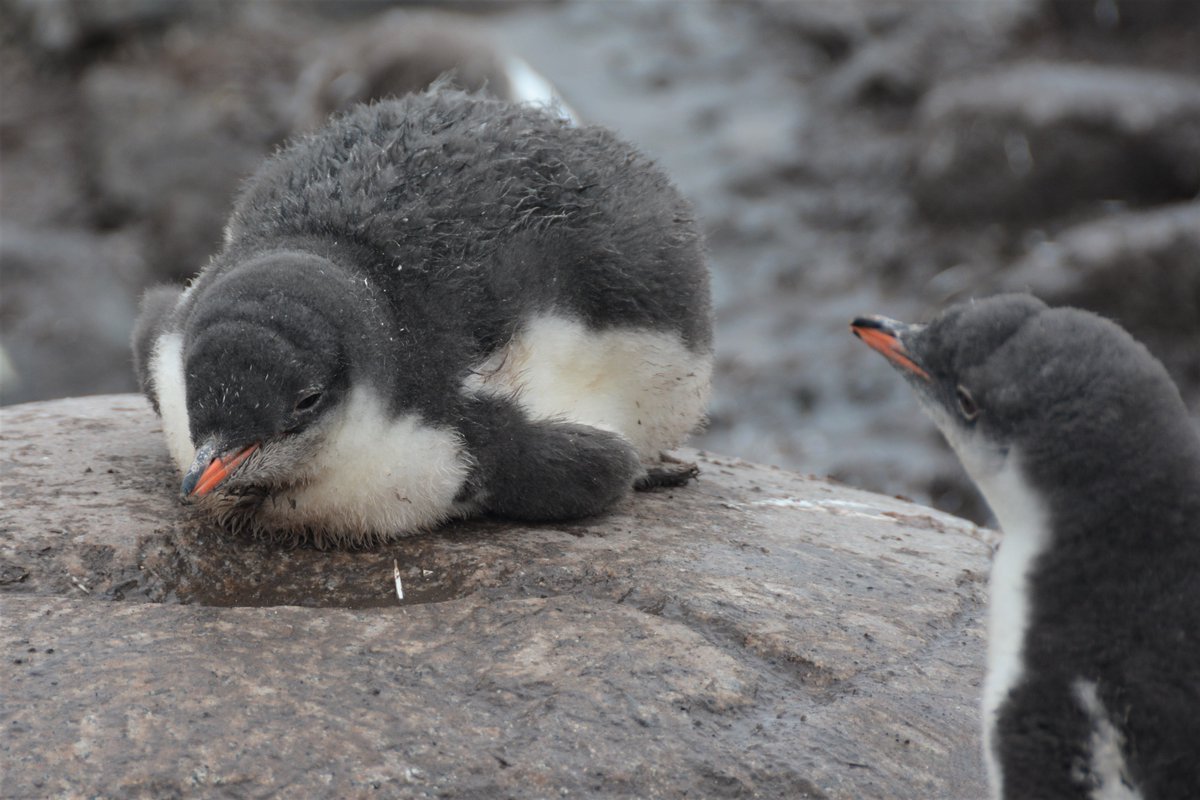 CareShareSmile's tweet photo. Tired of reading all the bad news about #CoronavirusPandemic ? Here are some baby #gentoo #Penguins from my recent @Hurtigruten trip to #GonzalesVidela #Antarctica - have a fabulous weekend! 😃🐧🐧🐧🇦🇶 https://t.co/vsM89WN4Mb