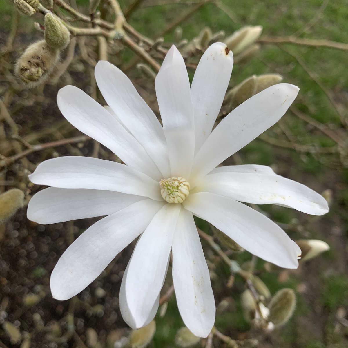 Magnolia stellata - sadly no smellovision as she smells glorious... @SculptureLakes #magnolia #springflowers #dorsetgardens #scentedflowers