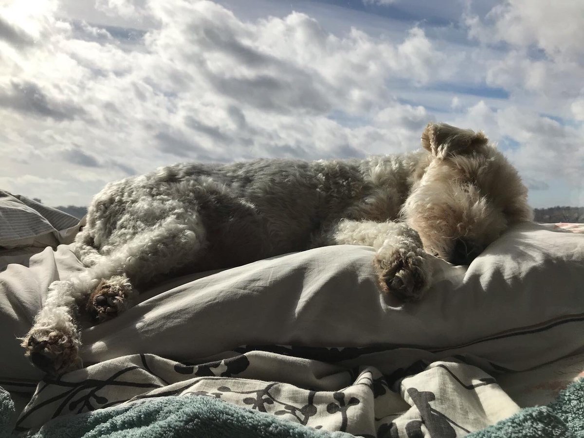 KillingBdesigns's tweet photo. Tobin sleeping in a warm position on a tall pile of pillows, with the sun rays burning through the window and the white clouds passing by ☁️ #marchlife #wirefoxterrier #springmoment 🛌 ☀️ https://t.co/G4lqvGCJMt