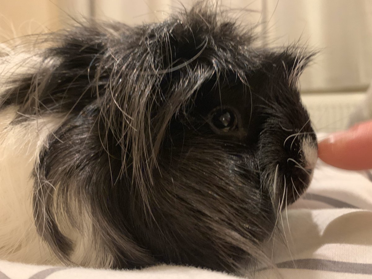 Lil_Piglets's tweet photo. We love pips hair so much 🐽💕 #GuineaPigs #Cavy https://t.co/oqRuB9Mrat