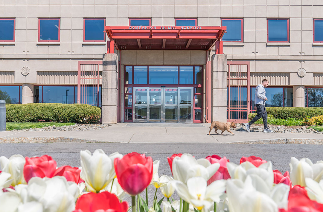Cornell College of Veterinary Medicine on Twitter: Cornell College of Veterinary Medicine on Twitter: