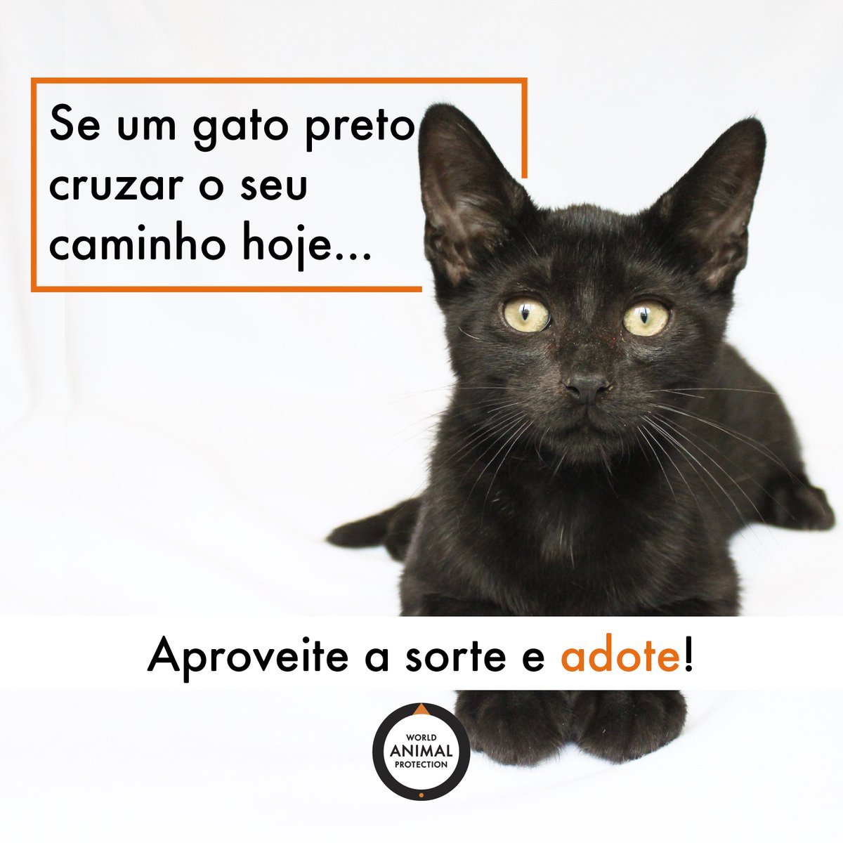 Sexta-feira 13 é dia de proteger os gatos pretos! Infelizmente, mitos e  superstições ainda rondam esses animais que só nos trazem sorte e amor!  Para evitar maus-tratos, não deixe seu animal ter, image size:1200x1200