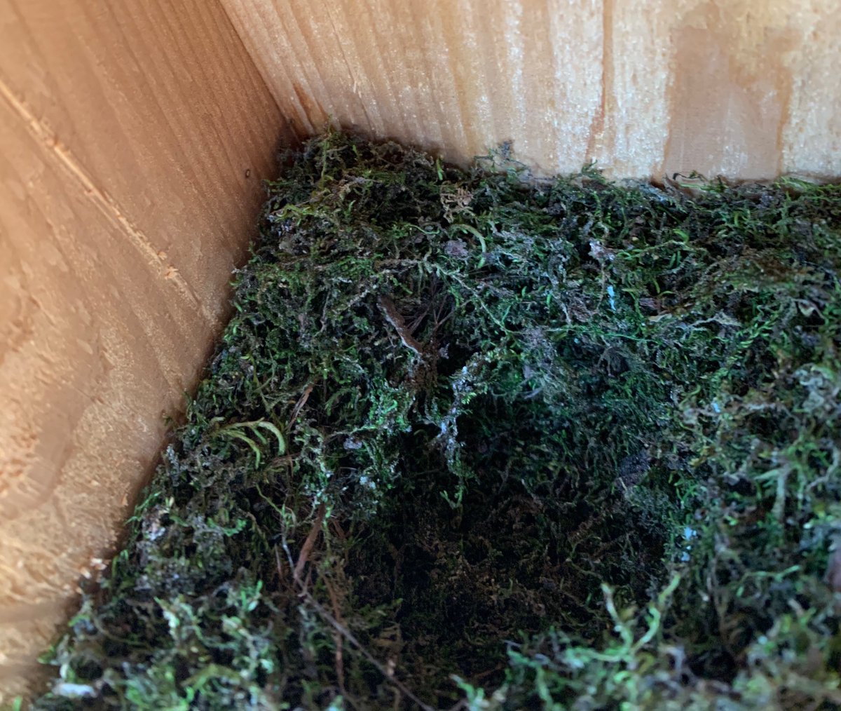 Saving Nuthatches (and Chickadees!) tweet media