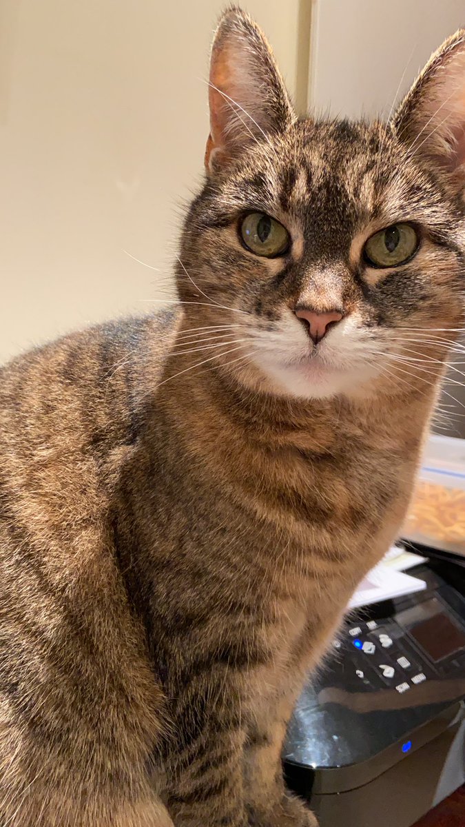 K_Betteridge's tweet image. At 3pm every day, this fluff ball comes to visit me at my desk. I’ve trained her not to step on the keyboard... most of the time #RubyCat #Cat #petsatwork