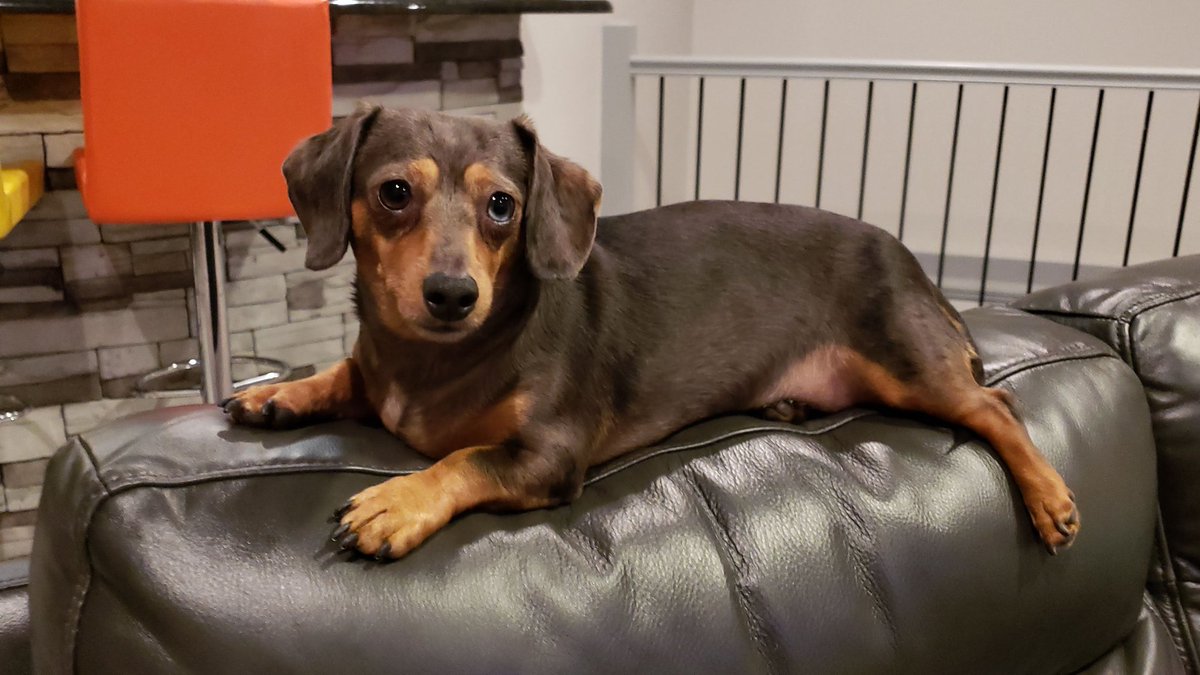 Steub_'s tweet image. Not gonna lie...
THIS. IS. IT.  

Digital Autographs are the future.  This is quite brilliant if done this way (look at the feed).  

Well done, @HailieDeegan!

ps... Sign my dog? 

#digitalautograph