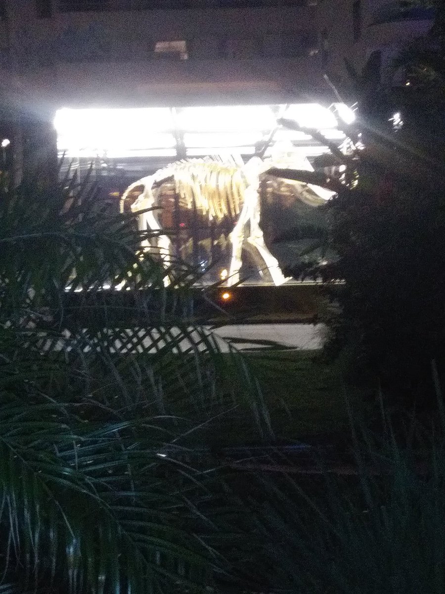 ceylon950's tweet photo. Walked up on this while exercising my legs..
#skeletonbones #exhibit #elephantbones #bones #springbreak #MiamiBeach https://t.co/saI2rbnYl5
