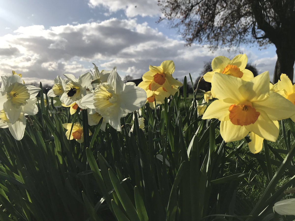 summerstown182's tweet photo. Easy to see where those #StreathamCemetery #GarrattLane honey bees get their energy #deadgoodhoney #flowertothepeople Take a moment to have a walk in there this weekend &amp; see the stunning #SpringUprising of historic daffodils https://t.co/PHCJjdoowD