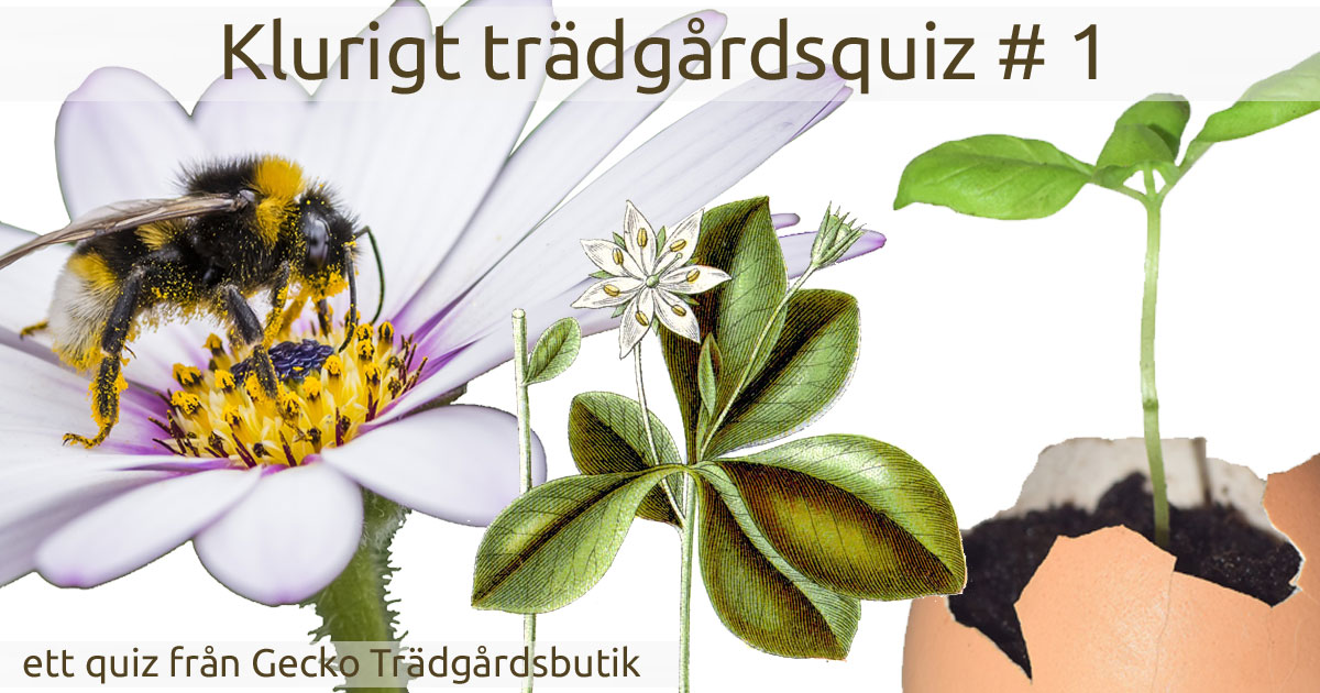 gecko_se's tweet photo. Kan du fler rätta svar än dina trädgårdspolare i vårt nya kluriga trädgårdsquiz? 

Dela o tävla!!

https://t.co/dUugnsnwa8 https://t.co/7IGNaQ4N7i