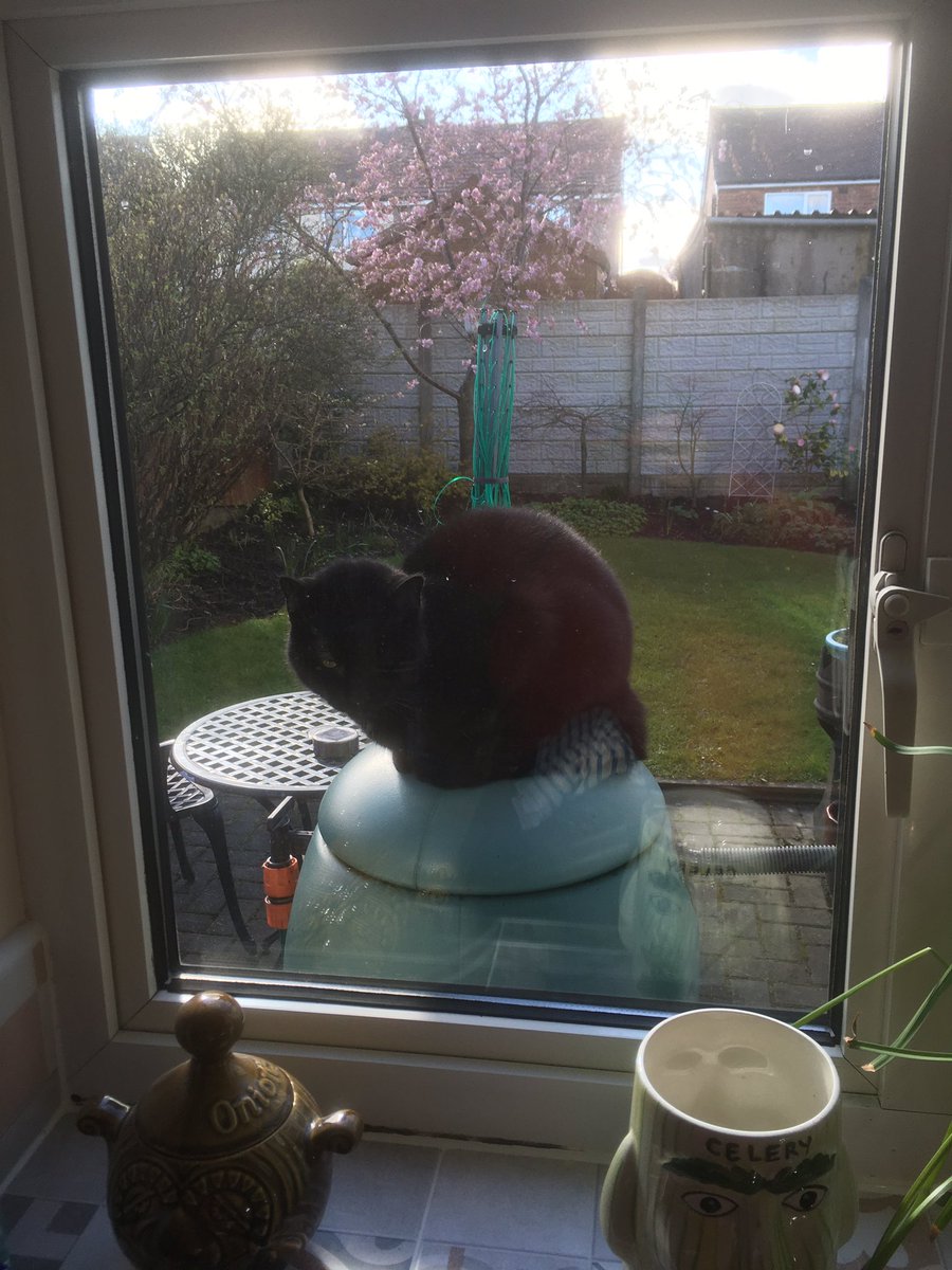 HallidayTaby's tweet photo. Marching 13st I went our for a sniff about. When I’d finished I sat outside the window surveying my garden. The pet hooman went to the door twice to let me in. I didn’t want to go in but when I did she ignored me! You’d think she know the difference by now #FridayVibes #Black https://t.co/SIynuhDbJ9