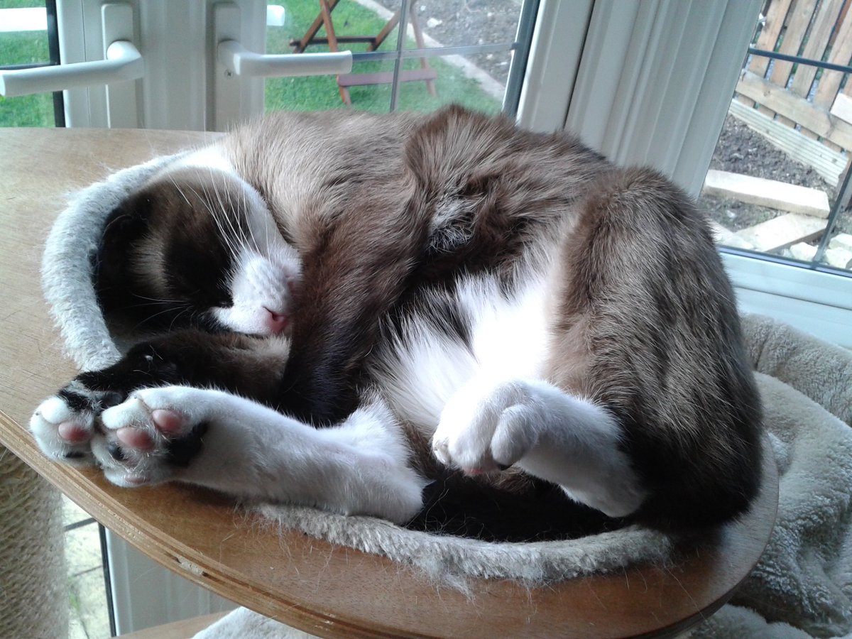 Kiki and Teddy doing #FeetieFridayForOllie 
Thank you ⁦<a href="/JaneFallon/">Jane Fallon</a>⁩ and ⁦<a href="/rickygervais/">Ricky Gervais</a>⁩ for sharing ⁦<a href="/myleftfang/">Ollie</a>⁩ with us - she brought a lot of joy to so many people x