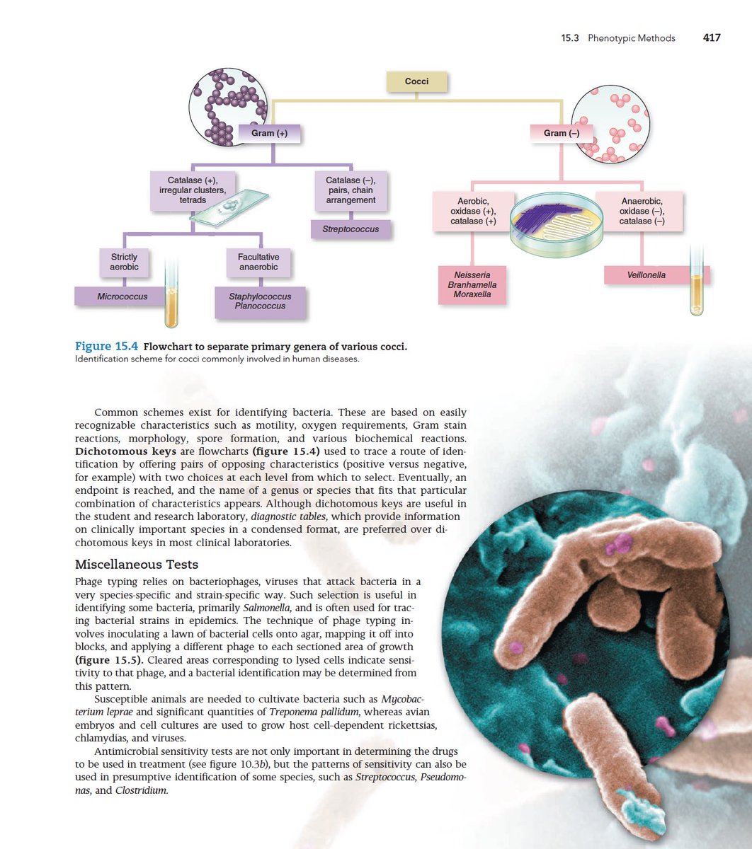 LaboZone's tweet photo. Microbiology Fundamentals A clinical Approach 
كتاب رائع وغير ممل اثناء القراءة ويتكلم عن البكتيريا ومدى تأثيرها على الجسم وطرق انتقال العدوى من خلال تشخيصها   
والشرح عبر الصور 😍

🛑ملاحظة: حجم الملف كبير جدا يفضل فتحه بالكمبيوتر.

 عبر الرابط:https://t.co/cbiUqm9xfi https://t.co/5cw16GWnlh