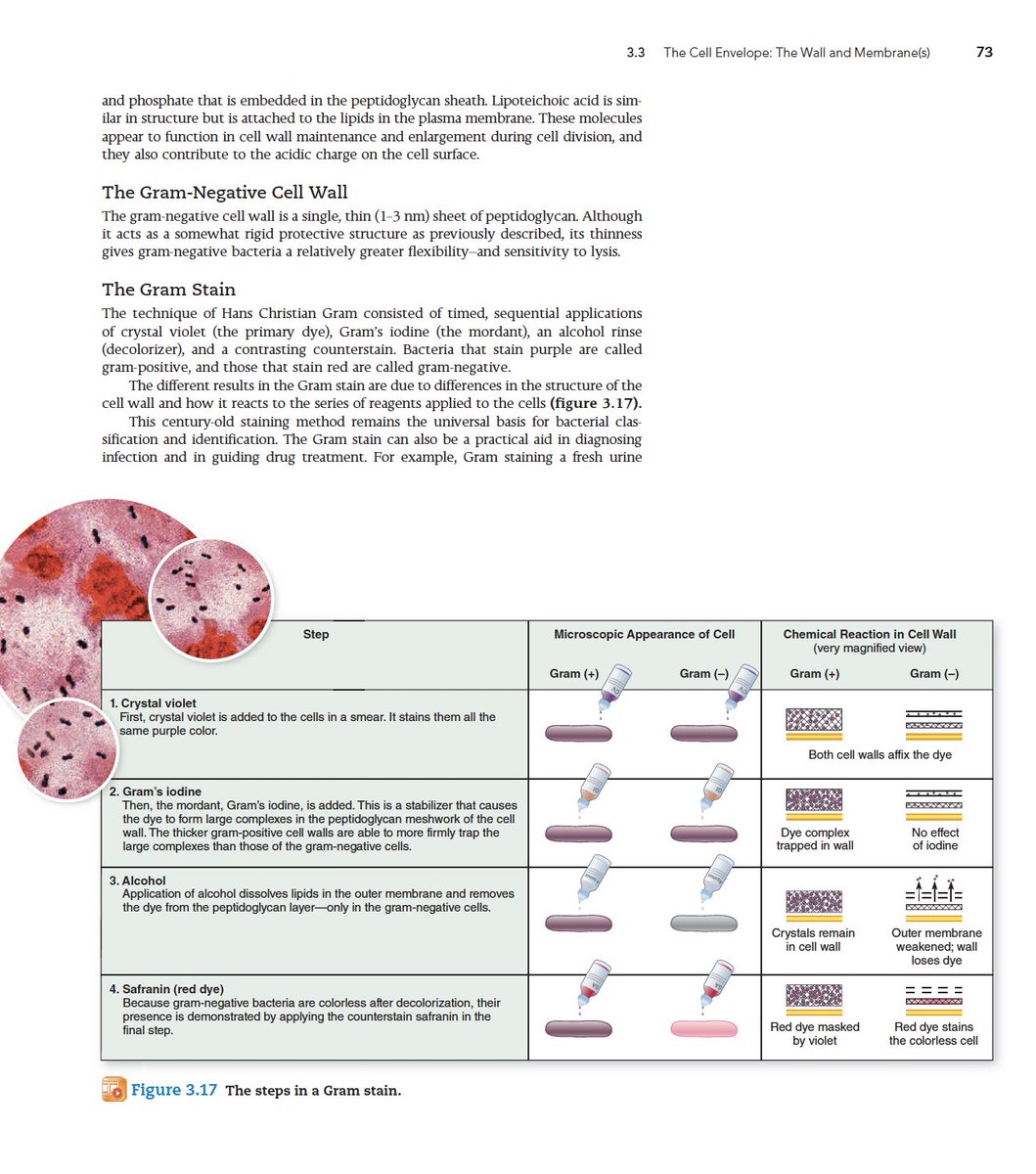 LaboZone's tweet photo. Microbiology Fundamentals A clinical Approach 
كتاب رائع وغير ممل اثناء القراءة ويتكلم عن البكتيريا ومدى تأثيرها على الجسم وطرق انتقال العدوى من خلال تشخيصها   
والشرح عبر الصور 😍

🛑ملاحظة: حجم الملف كبير جدا يفضل فتحه بالكمبيوتر.

 عبر الرابط:https://t.co/cbiUqm9xfi https://t.co/5cw16GWnlh