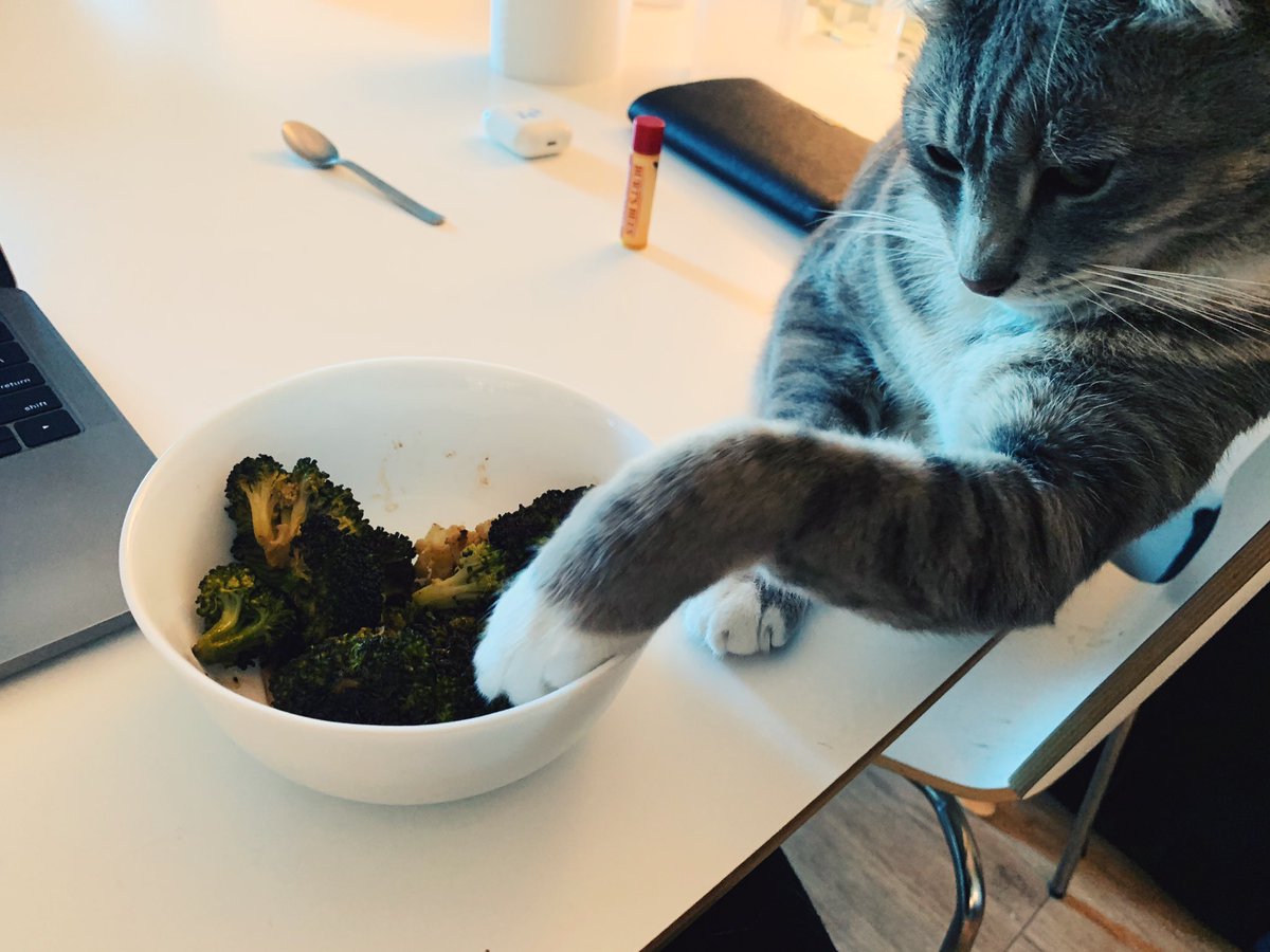 kivashch's tweet photo. #WFHDiary: My cat is stealing my food. He started with broccoli and now gathered enough courage to upgrade to chicken. Send help 🥦🍗🐱 https://t.co/FfWBkdka3N