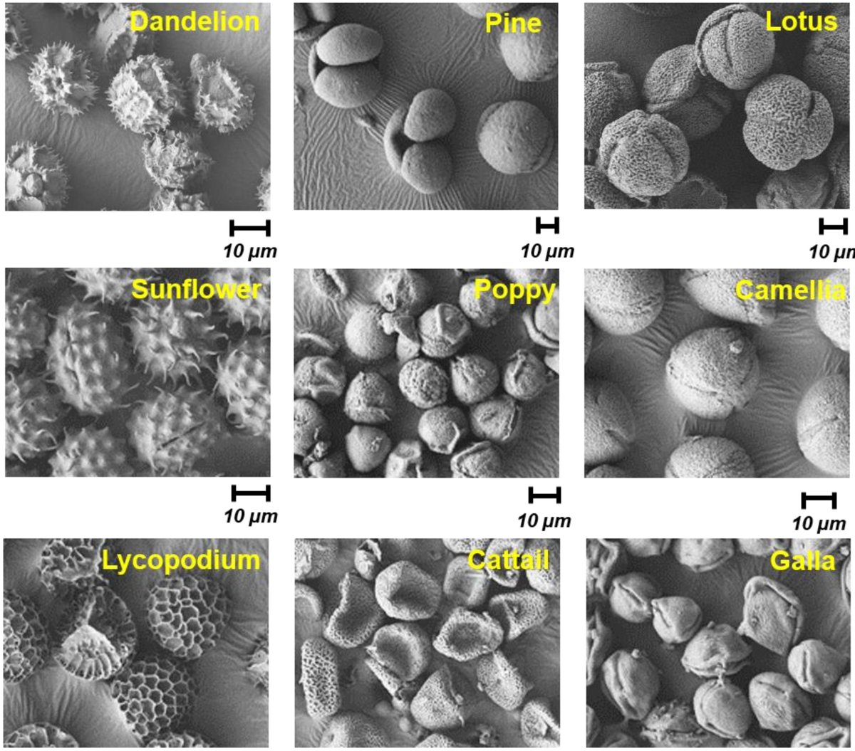 PumeraGroup's tweet photo. Flower Power:  Make microrobots, no war: #Microrobots Derived from Variety Plant #Pollen Grains for Efficient #Environmental Clean Up and as an Anti‐#Cancer #Drug #Carrier, by Tijana Maric in #AdvFunctMater

https://t.co/z9NqAU0hno https://t.co/bHY0XR6ZbQ