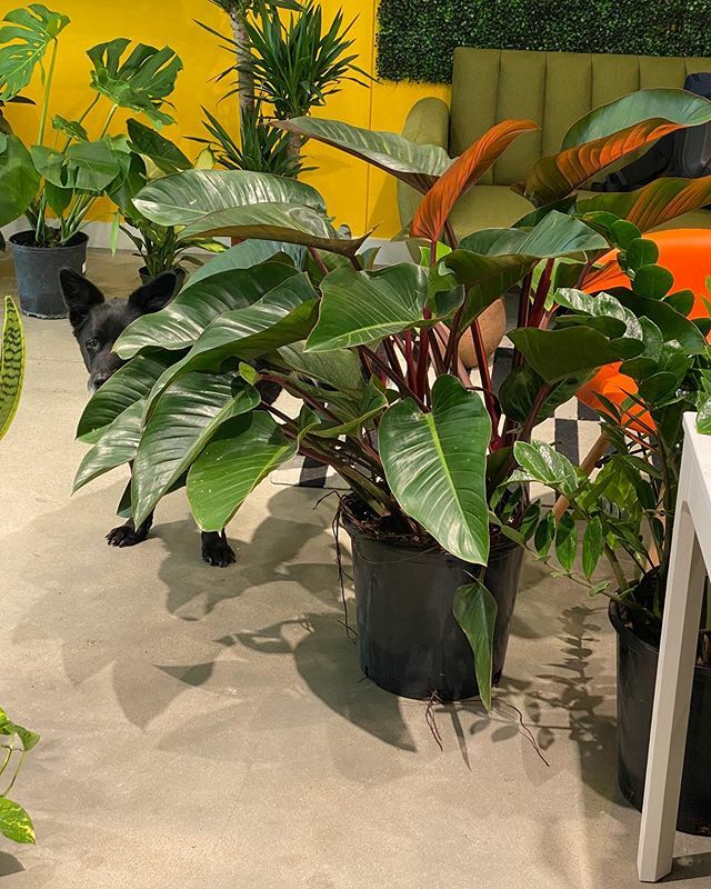 desk_plants's tweet photo. Philodendron—whose name is derived from the Greek words ‘Philo,’ meaning love 💚 and ‘Dendron,’ meaning tree🌴—is a genus of around 450 different species native to the rainforests of South America, where they are an important food source for bats and monkeys!🦇🐒🌿
Philodendr… https://t.co/iP6wBfh5Te