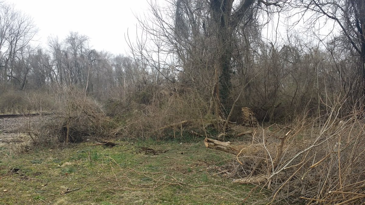 Woo hoo the weather is somewhat cooperating of late so yard work is going again!This is the North-west corner of the property, total input time is about five hours so farFrom the old down tree I have about another twety feet to clear then I can turn East