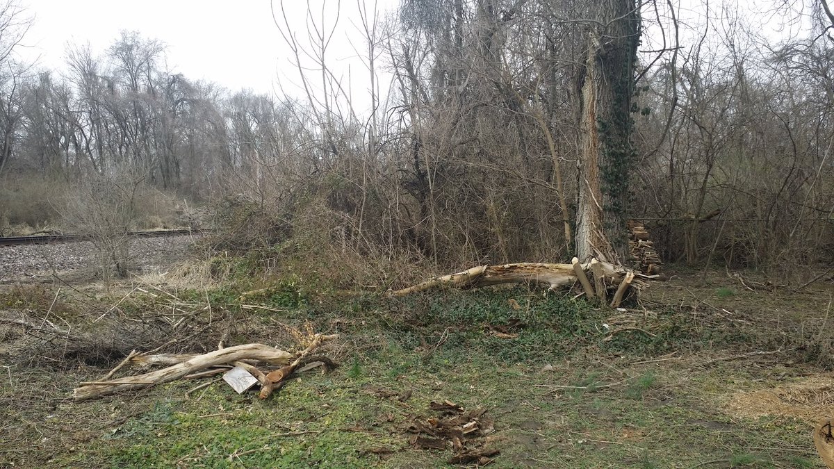 Woo hoo the weather is somewhat cooperating of late so yard work is going again!This is the North-west corner of the property, total input time is about five hours so farFrom the old down tree I have about another twety feet to clear then I can turn East