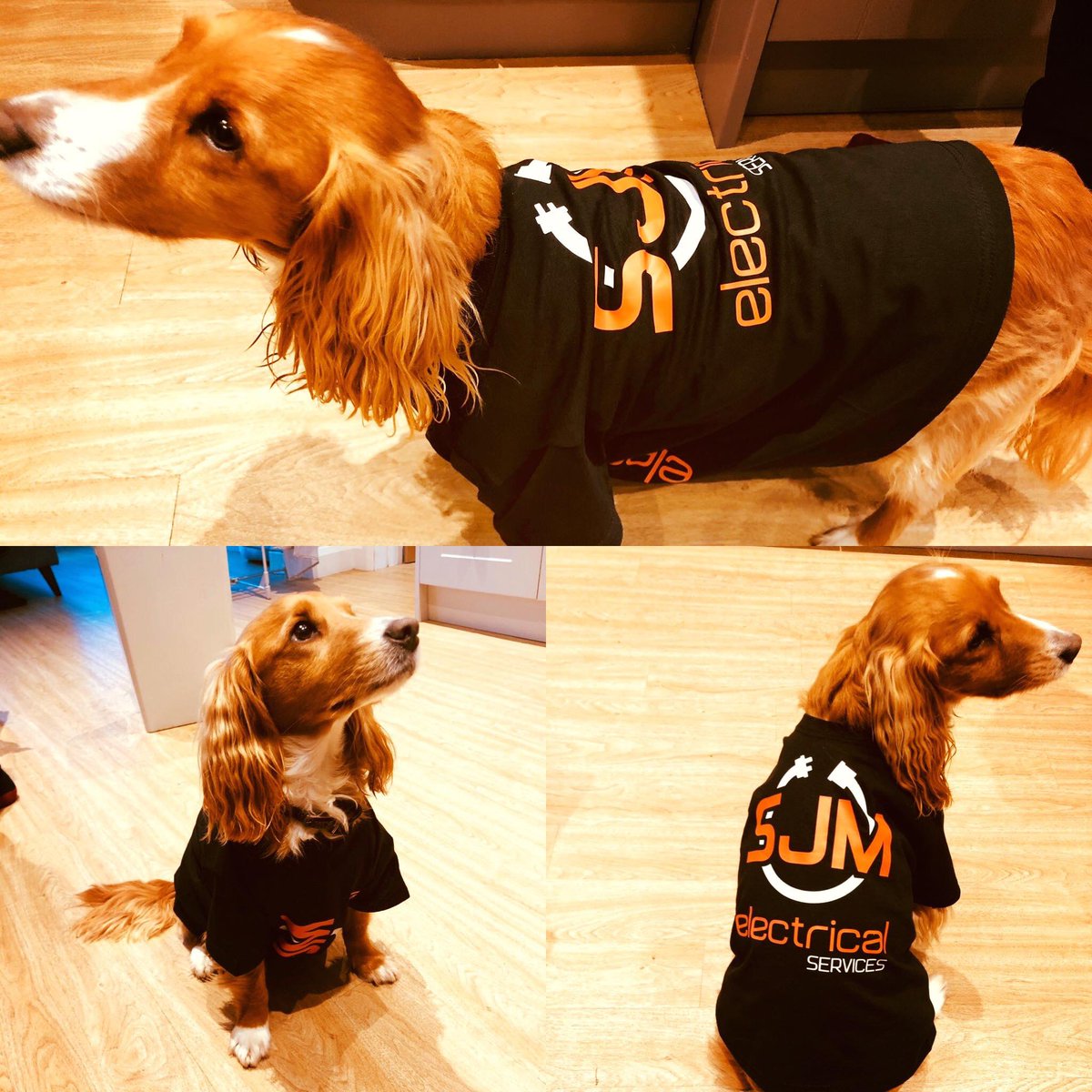 Another great job from the team at Pinnacle UK 🤩 Buddy loves his new outfit 😎👇👌 #officedog #mascot #officemascot #localbusiness #familybusiness #electricalservices #electricians #localelectricians