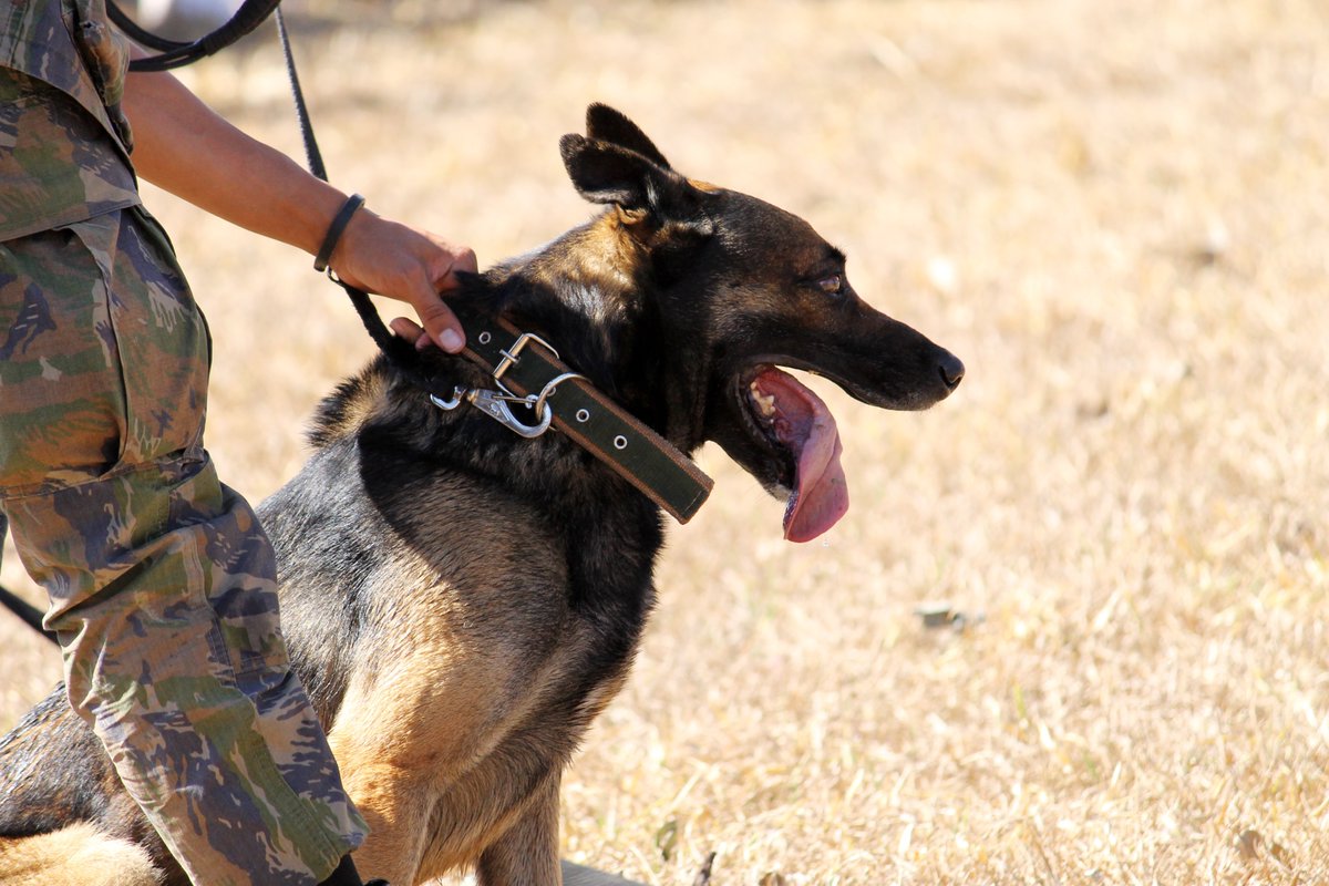 Honouring all military dogs past and present on #K9VeteransDay. Dogs have served us faithfully both in times of conflict and during peacetime - ever since we domesticated them. #dogs #dogsoftwitter #rescuedogs #MilitaryWorkingDogs #militarydogs