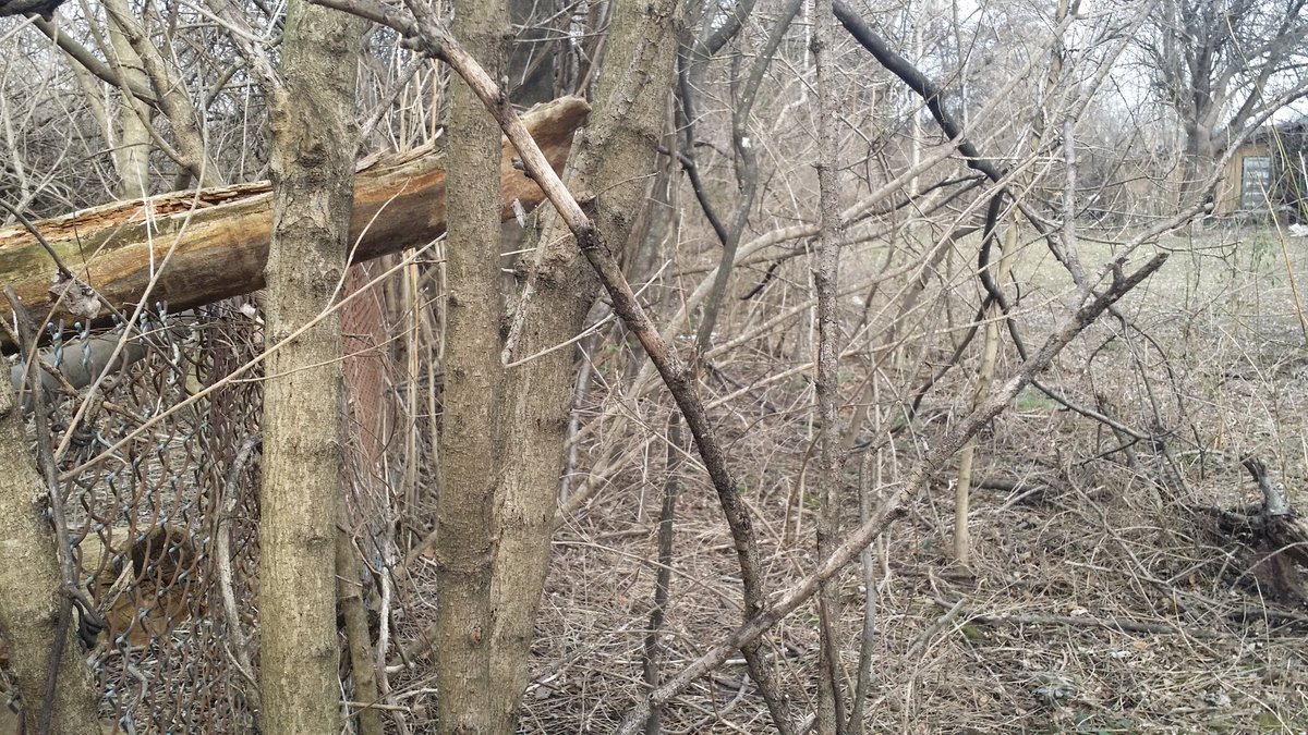 As I have mentioned before the ground was owned by an elderly couple and had not been maintained in twenty years--I imagine even 20 years ago they had cut back.All the brush has to go per the city, most of an acre of it--see pic for how most of the yard looks.
