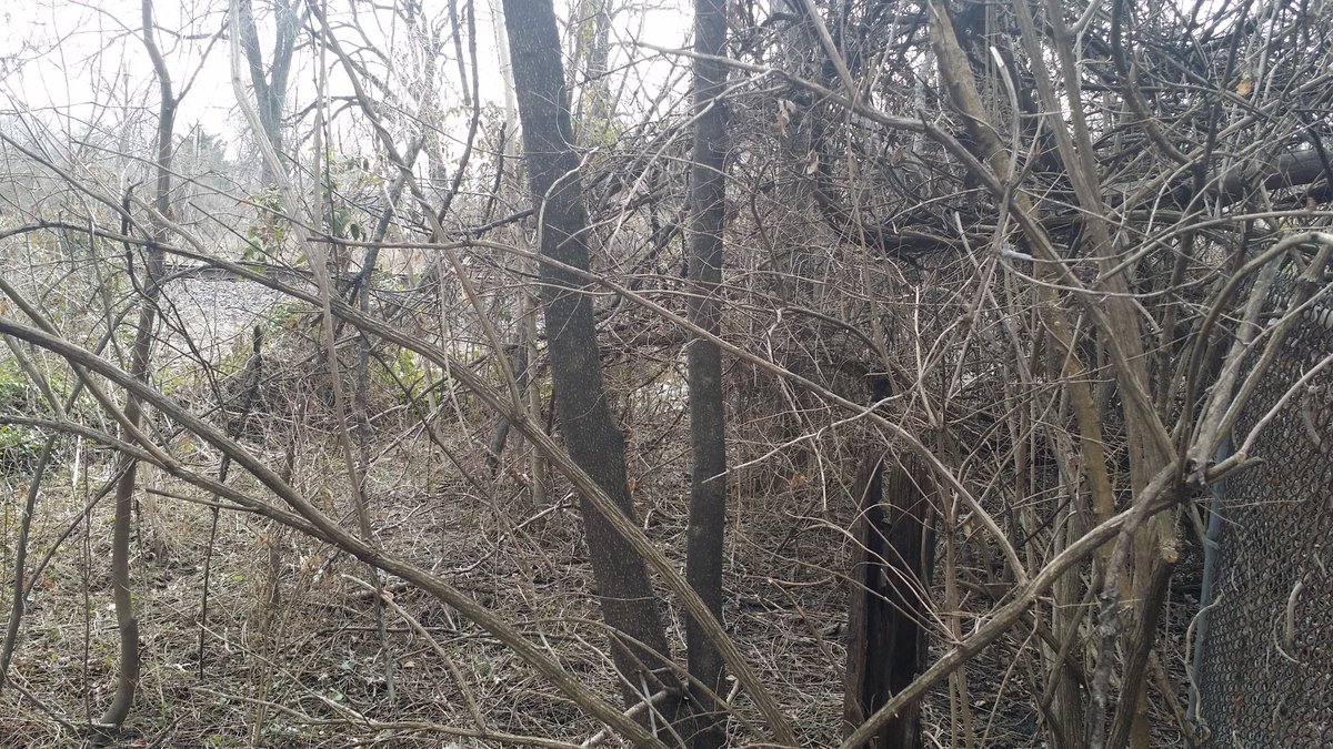 As I have mentioned before the ground was owned by an elderly couple and had not been maintained in twenty years--I imagine even 20 years ago they had cut back.All the brush has to go per the city, most of an acre of it--see pic for how most of the yard looks.