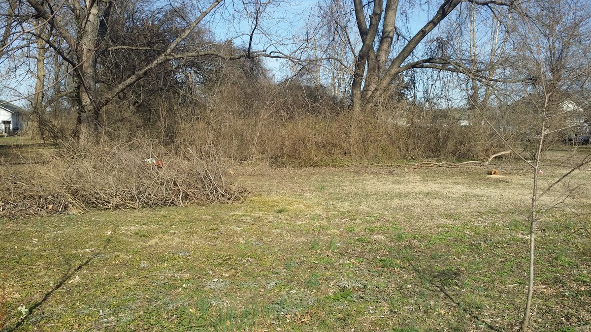 As I have mentioned before the ground was owned by an elderly couple and had not been maintained in twenty years--I imagine even 20 years ago they had cut back.All the brush has to go per the city, most of an acre of it--see pic for how most of the yard looks.