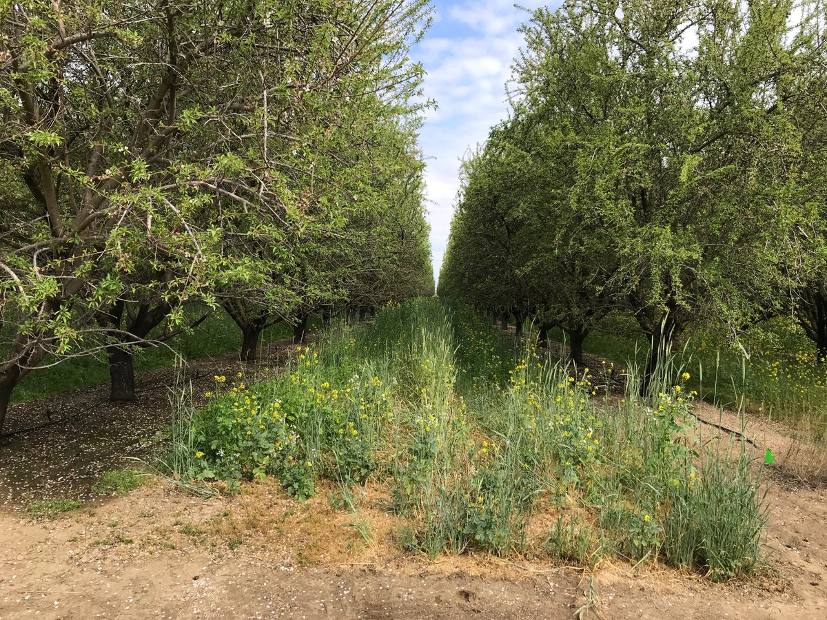 Cover crop looks good. Two different mixes used in Kern County CC trial.