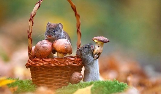 #nature #NaturePhotography #naturelovers #quote 
🌸Listen to silence🌸
                               🌸It has so much to say🌸
🌱Rumi🌱
                    ❣Have a sweet 
                                        Good Evening❣