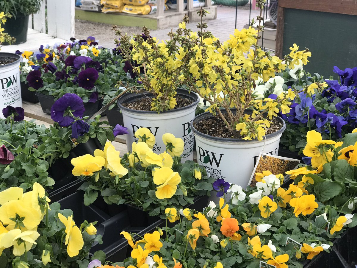 EffingerGarden's tweet photo. Herbs, veggie plants and pansies. Just in time for the weekend. Open Saturday and Sunday 9-4. #effingergarden #herbs #veggies #flowers https://t.co/0dyxt5932i