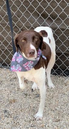 nyshelterpets's tweet photo. 🐾 Come meet #REENIE ! #dogsoftwitter She's the most wonderful pet! #adoptdontshop 😍 https://t.co/RnIriR4rNm https://t.co/Mk3e30OUr5
