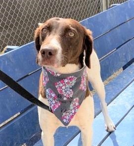 nyshelterpets's tweet photo. 🐾 Come meet #REENIE ! #dogsoftwitter She's the most wonderful pet! #adoptdontshop 😍 https://t.co/RnIriR4rNm https://t.co/Mk3e30OUr5