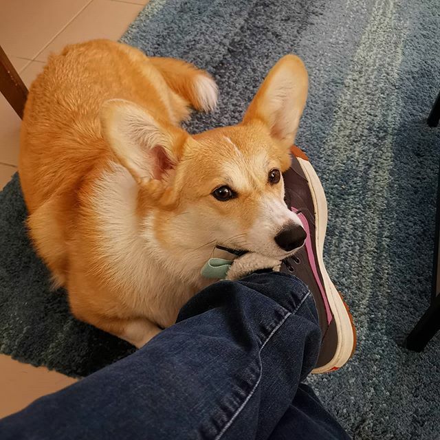 NuggetCorgi's tweet photo. Mom has been told to stay at home and avoid contact with everyone. I'll keep you company mom 😘
.
.
(mom is chronically ill so to to stay safe she needs to make sure that she doesn't catch this Corona virus)
.
.
.
.
.
https://t.co/4y9PfrzLtJ .
#welshc… https://t.co/Kw1f4jLo5Q https://t.co/mMhZqBrqlT