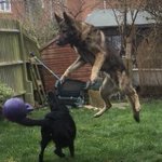 Photo by K9 Chilli & RPD Seb (@K9_Chilli)