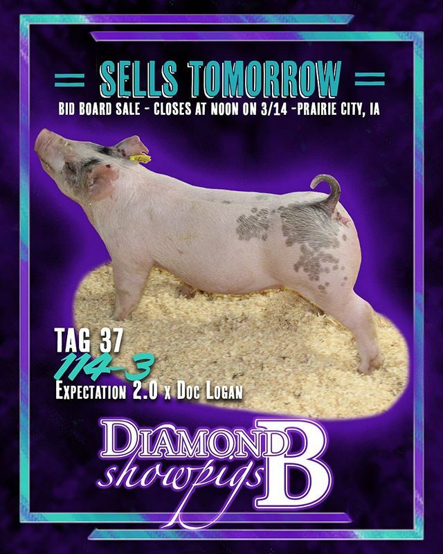 Diamondbshowpig's tweet photo. BID BOARD SALE closes TOMORROW!
Lunch and preview of pigs at 11:00 am, final bids in at noon. 
Call Gavin to look at the pigs tonight or stop out tomorrow morning before things get kicked off. 
Diamond B Showpigs - Prairie City, IA https://t.co/8luUNsLAHX https://t.co/EeKYaG1VeC