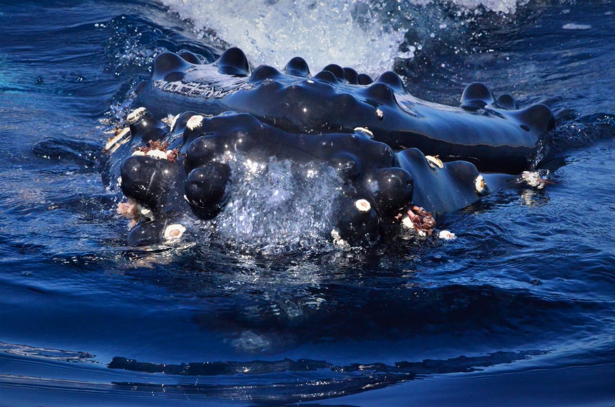 Whale Watch Cabo tweet media