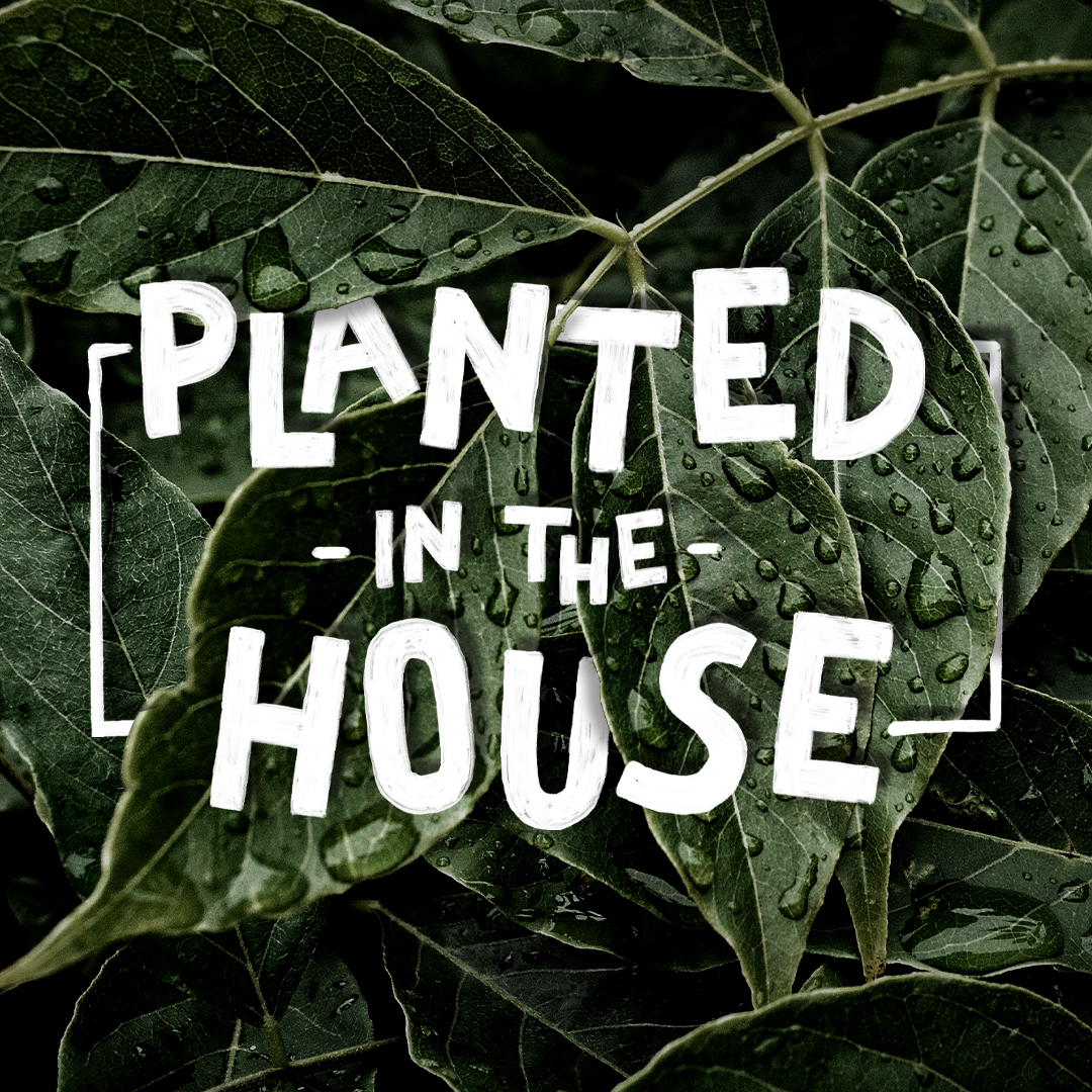 Just to let you know, this Sunday we still have our usual services at 9:30am and 11:30am. Cookie will be speaking, as we continue with our theme, 'Planted in the House'. We'll see you there!