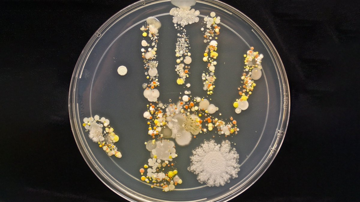 infowetrust's tweet photo. 🧼WASH YOUR HANDS classic viz by @tasturm1 

"Hand print on a large TSA plate from my 8 1/2 year old son after playing outside." -@ASMicrobiology, 2015 https://t.co/6pR6c7cRyc