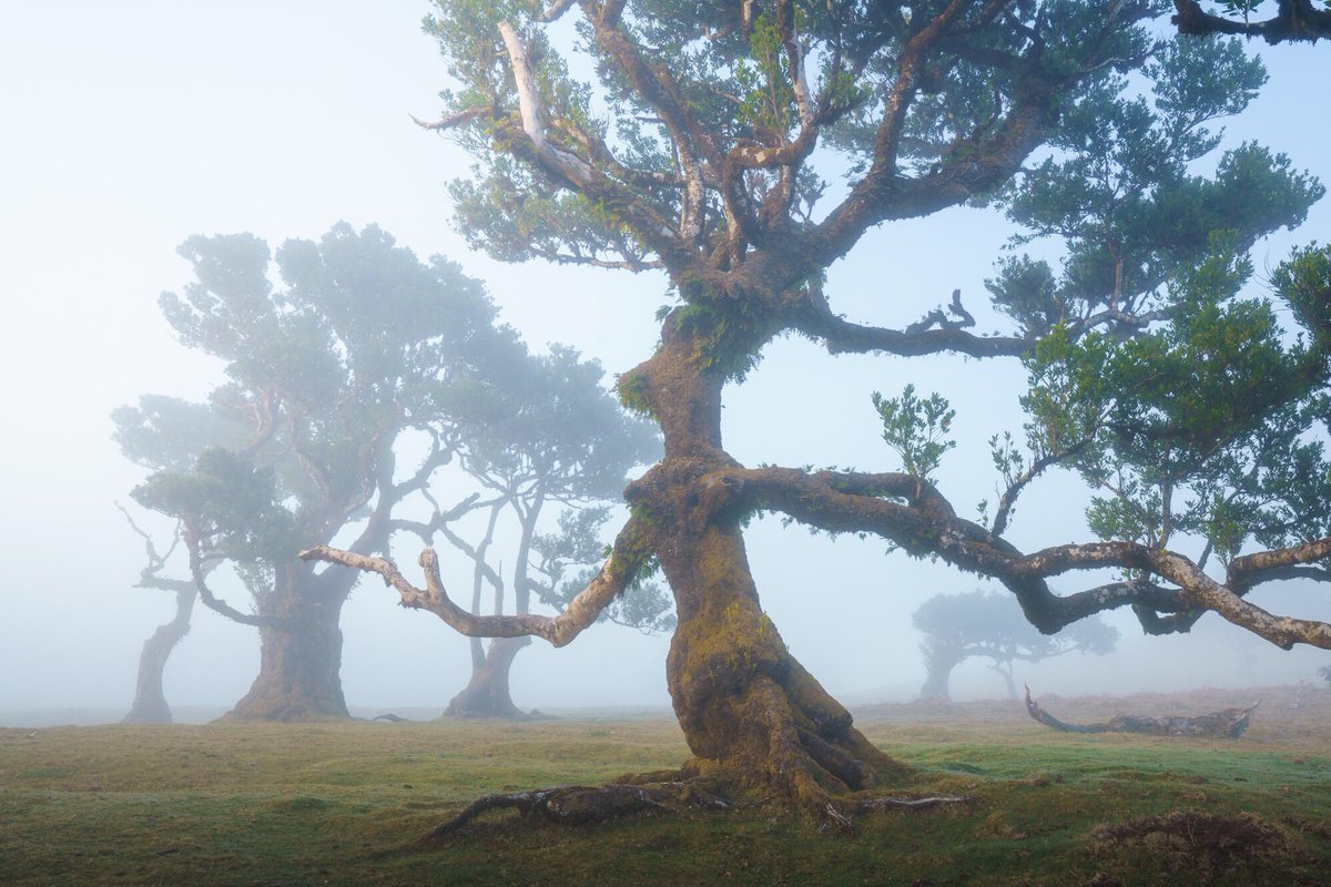 theoneringnet's tweet photo. Real life #Ents in Madeira, Portugal 🇵🇹 https://t.co/mlQdR2Y3bT