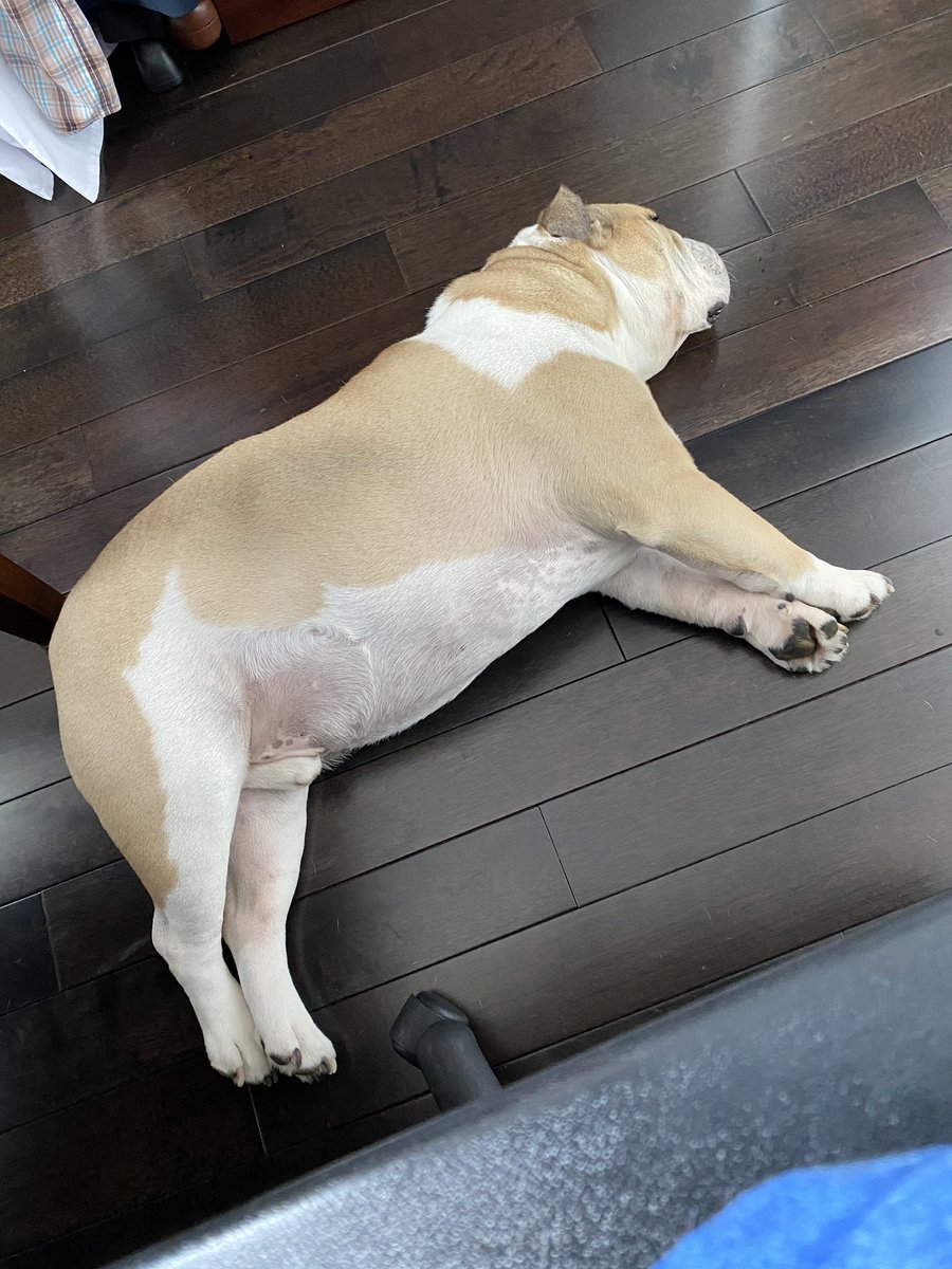 ChuckRocha's tweet photo. @ElizLanders @BernieSanders I have not been tested either, but I am looking for a test for my pup #apachedog he looks to be in bad shape here under my chair while I try to work from home. he mentioned treats are a form of vaccine π€·π½ββοΈπ€·π½ββοΈ https://t.co/gYuHkV6Zte