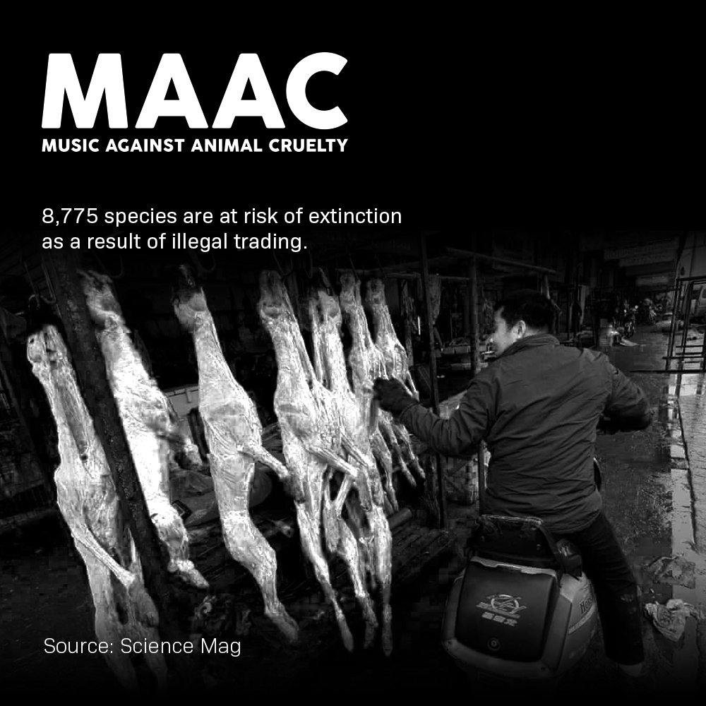 Remember the origins of the coronavirus came from the wildlife markets of China. This needs to end! 

#MAAC #SaveThemWithSound #StayWild #Wildlife #wildlifeconservation #EndangeredSpecies