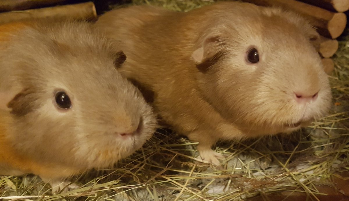 rebeccahodge100's tweet photo. They're not on a picket line, but I submit 'Can guinea pigs tell the time?' to the Journal of Precious Comrades. Fig 1: not dinner time. Fig 2: dinner time. @ucuatdurham https://t.co/8spL17uJAv